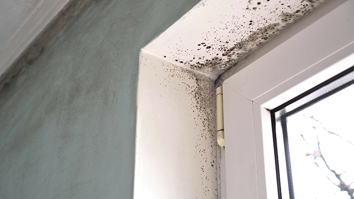 Damp and Timber Report