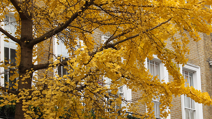 Tree Report